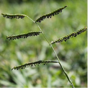 Weedy grassespng